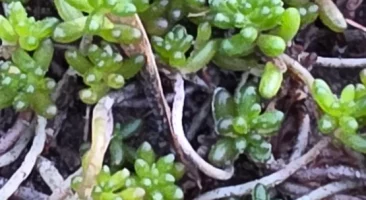 Ostasiatischer Mauerpfeffer