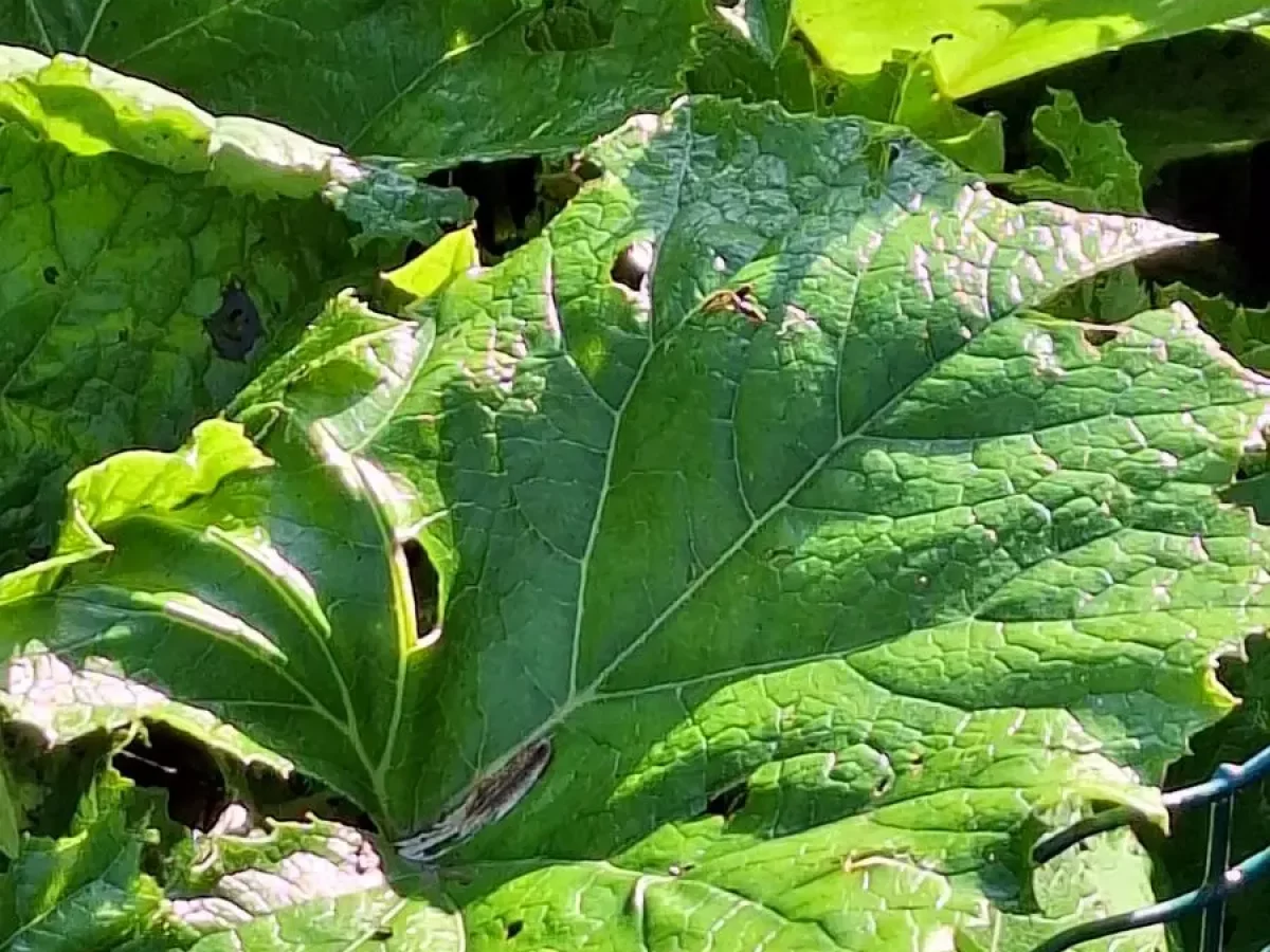 Pestwurz, Heilpflanze, krampflösend, frühblühend, giftig