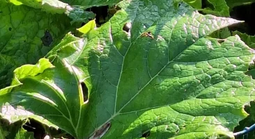 Pestwurz, Heilpflanze, krampflösend, frühblühend, giftig