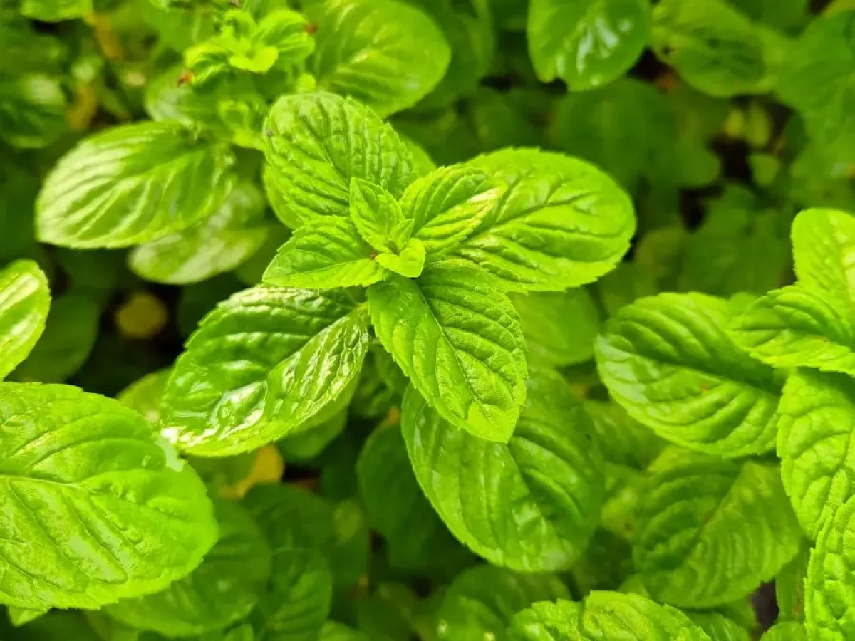 Pfefferminze, aromatisch, kühlend, krampflösend, vielseitig, heilsam