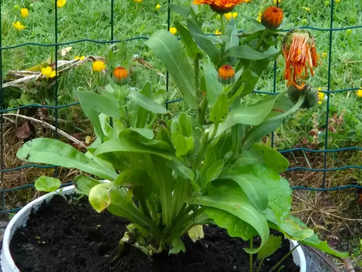Ringelblume, leuchtend orange/gelb, intensive Blütenfarbe