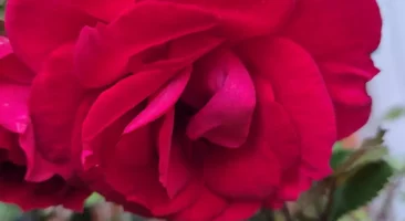 Rose, duftend, dornig, zeitlose Schönheit