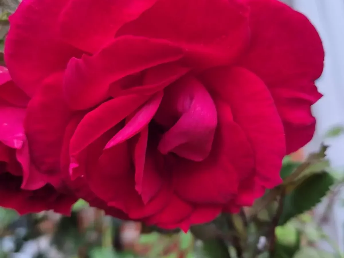 Rose, duftend, dornig, zeitlose Schönheit