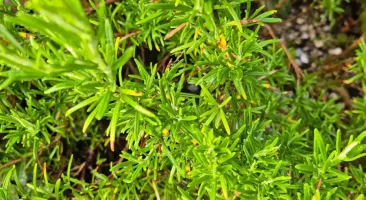 Rosmarin, immergrüner Strauch, aromatisch, würzig, Heilpflanze