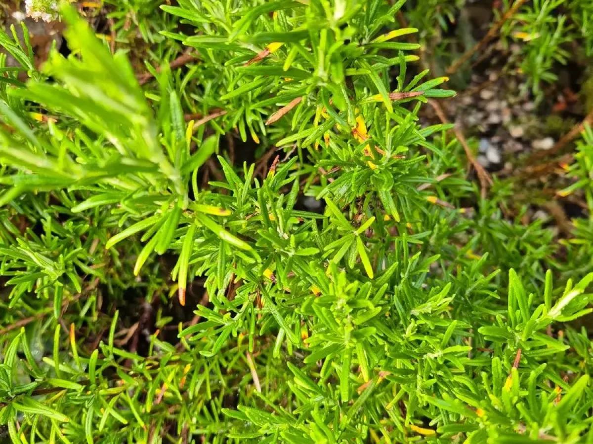 Rosmarin, immergrüner Strauch, aromatisch, würzig, Heilpflanze