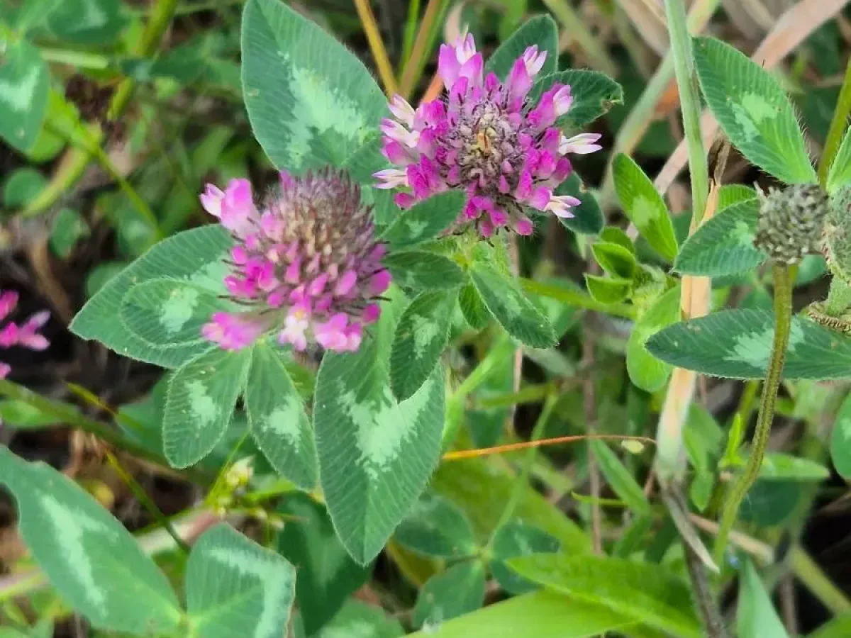 Rotklee, Heilpflanze, essbar, eiweißreich