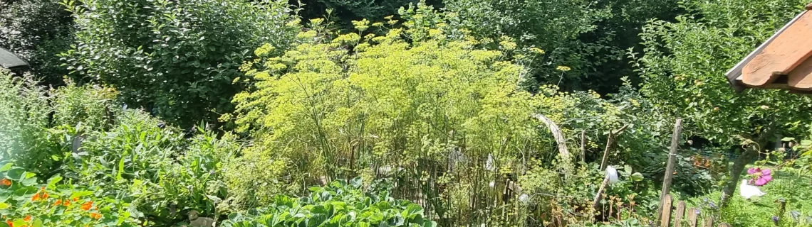 Saisonale Kr&auml;uter Sommer
