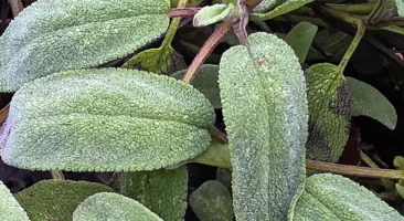 Salbei, heilend, aromatisch, antibakteriell, schwei&szlig;hemmend