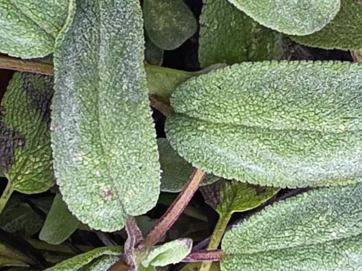 Salbei, heilend, aromatisch, antibakteriell, schweißhemmend