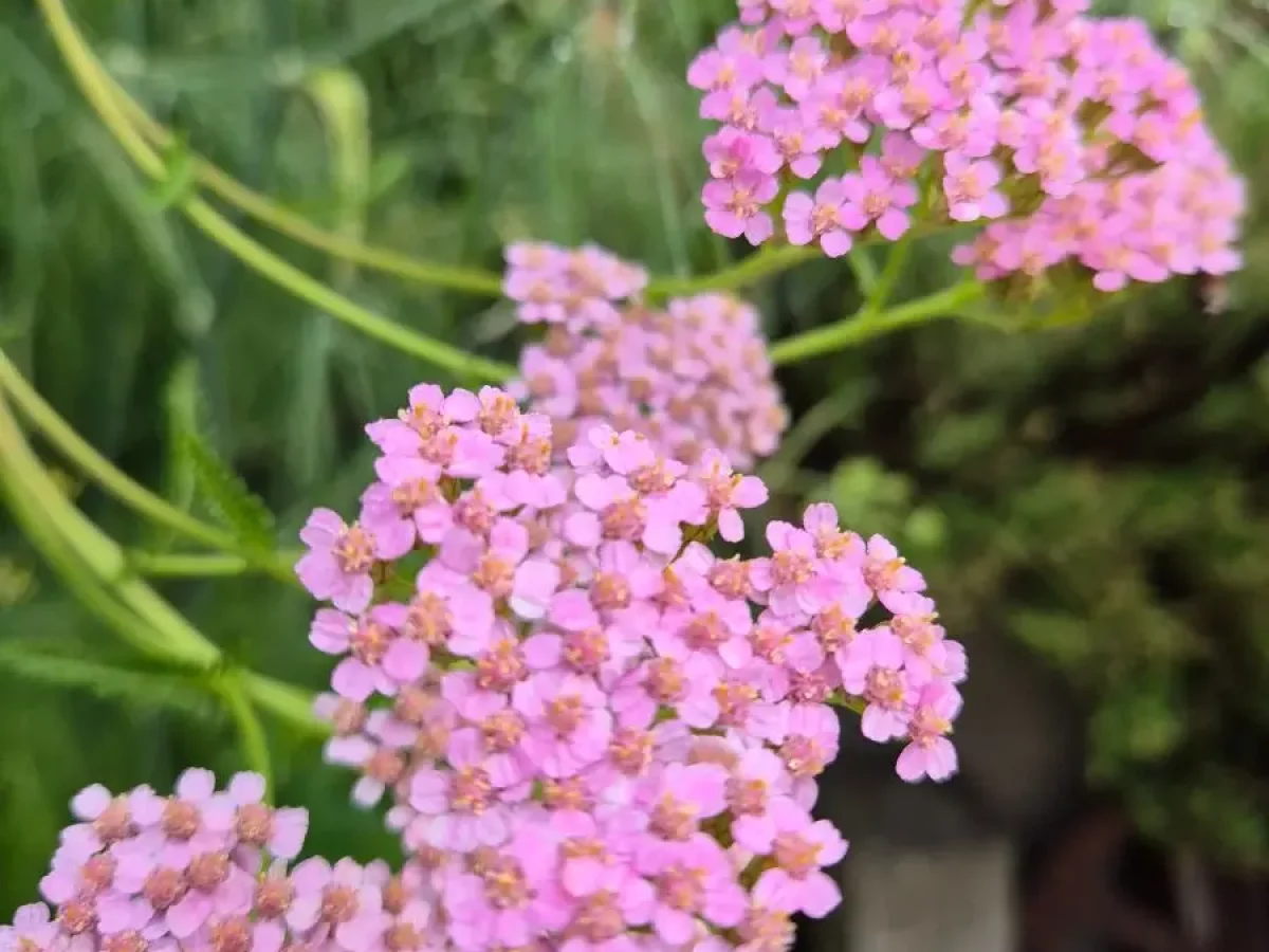 Schafgarbe, vielseitige Heilpflanze, filigran