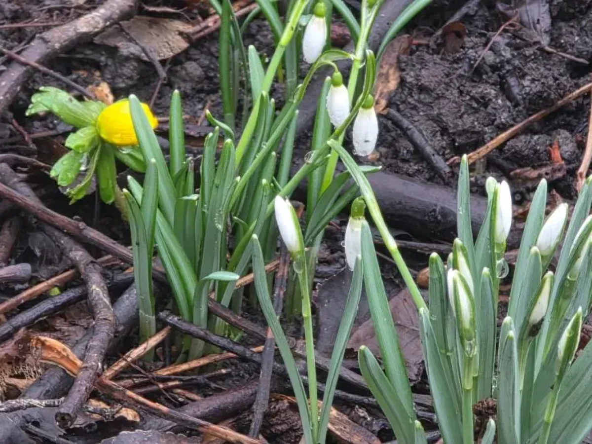 Schneeglöckchen, kleine weiße Frühlingsboten