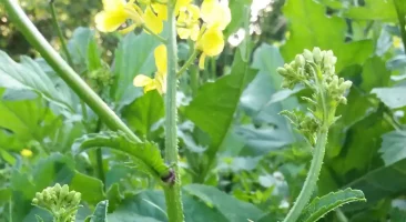 Senf, gelb blühend, scharfkörnig, einjährige Nutzpflanze, Kreuzblütler