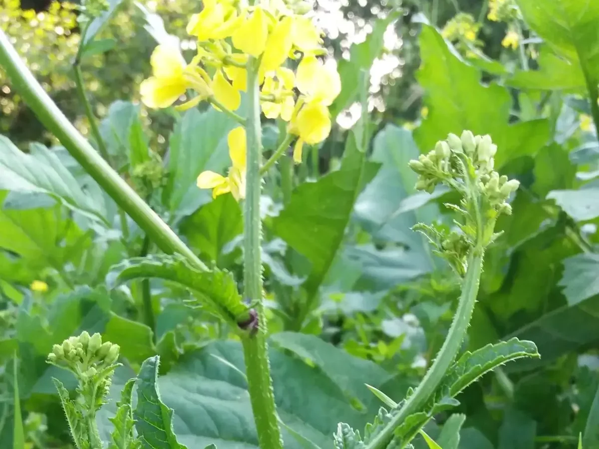 Senf, gelb blühend, scharfkörnig, einjährige Nutzpflanze, Kreuzblütler