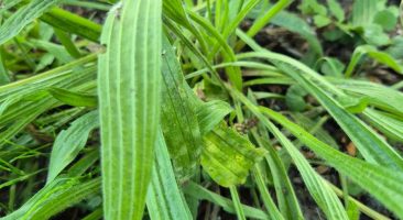 Spitzwegerich, heilkräftiges Wegerichgewächs