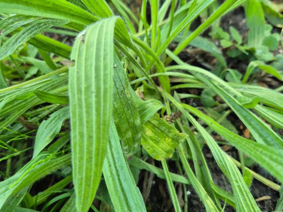 Spitzwegerich, heilkräftiges Wegerichgewächs