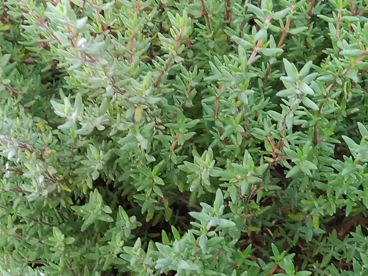 Thymian, würziger, heilkräftiger Krautstrauch