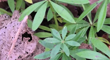 Waldmeister, duftender Waldschatten-Bodendecker, würziges Aroma