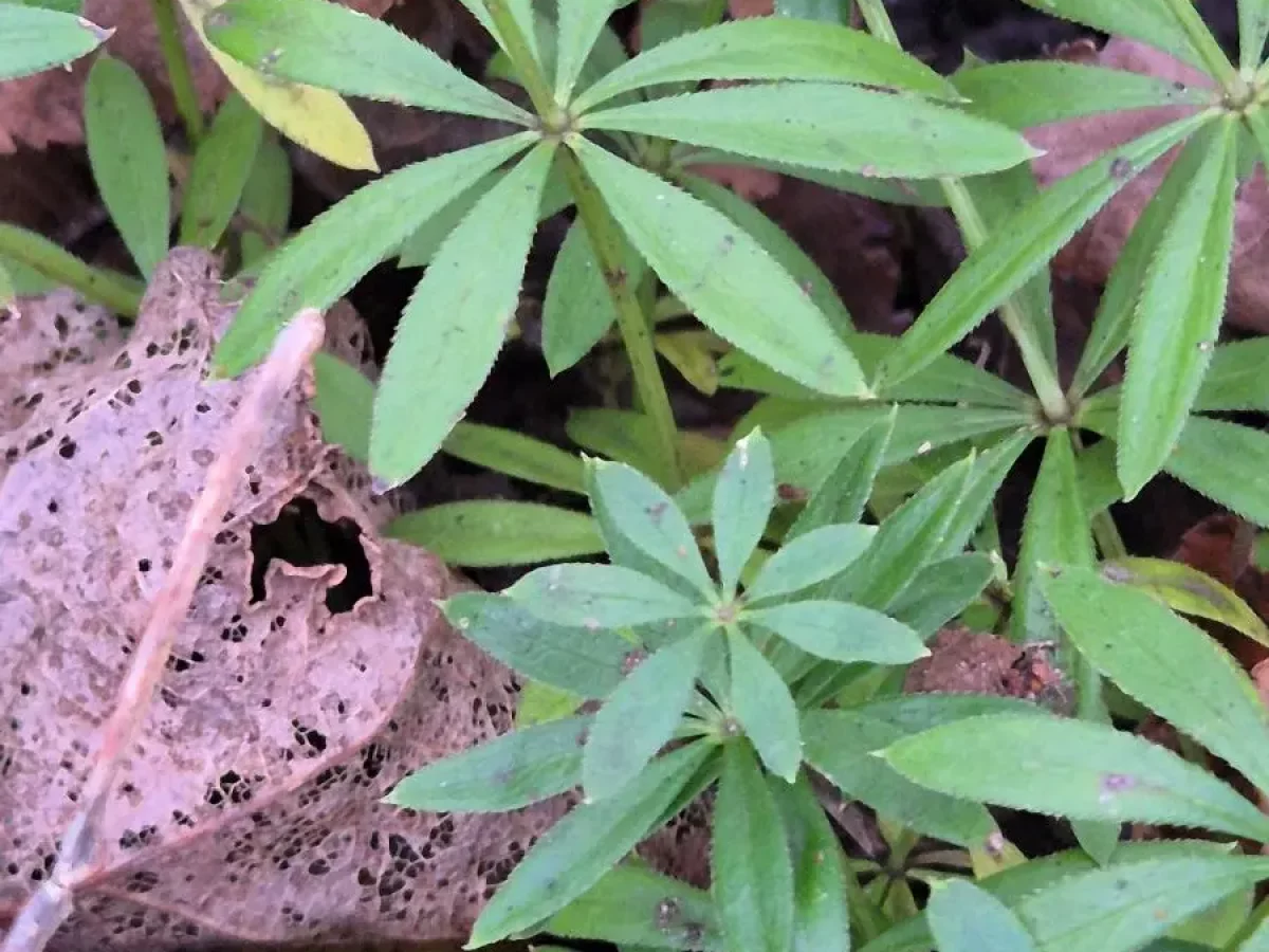 Waldmeister, duftender Waldschatten-Bodendecker, würziges Aroma