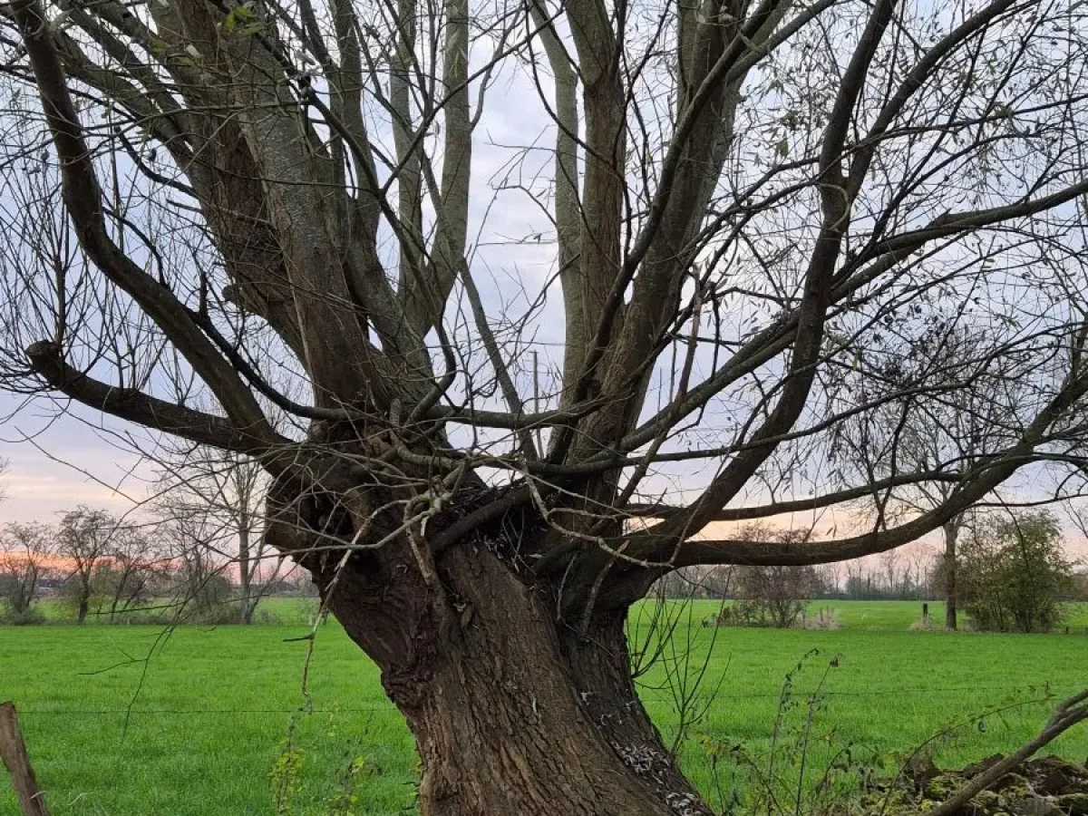 Weide, schnellwachsend, feuchtigkeitsliebend, Kätzchen, biegsam