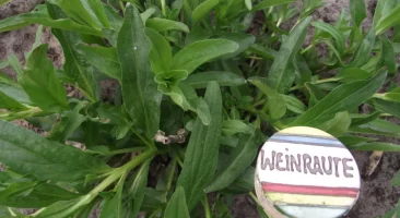 Weinraute, graugrün, aromatisch, fein gefiedert, würzig, heilpflanzlich, sonnenliebend