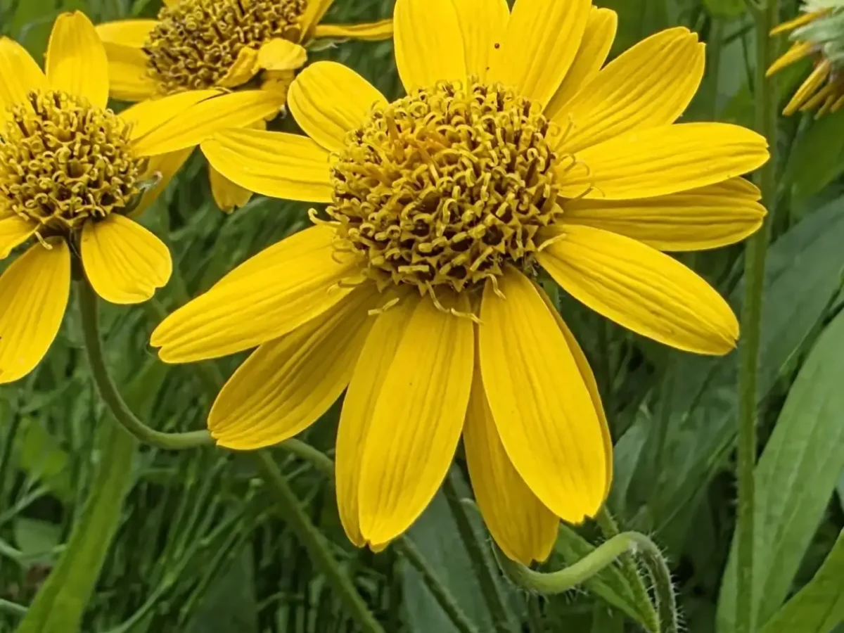 Wiesenarnika (1)