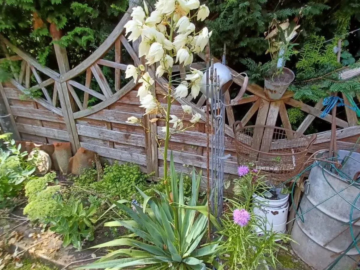 Yuccapalme, robust, anspruchslos, pflegeleicht