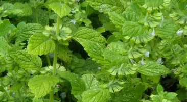 Zitronenmelisse, zitronig, duftend, beruhigend, heilend, pflegeleicht