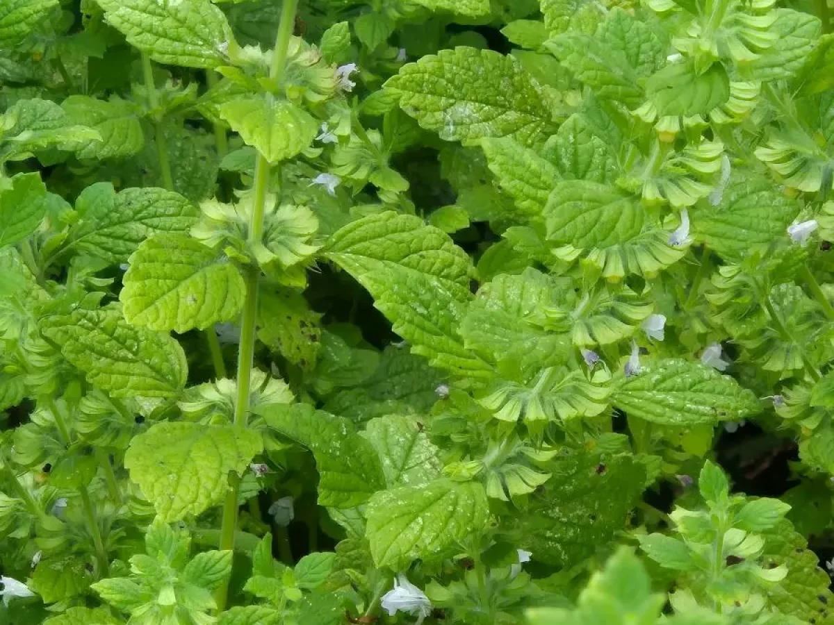 Zitronenmelisse, zitronig, duftend, beruhigend, heilend, pflegeleicht