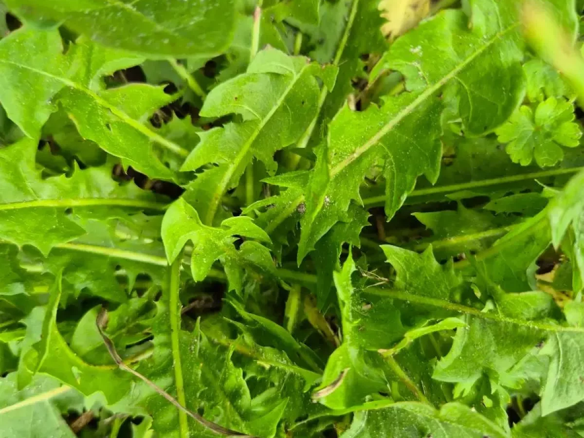 Löwenzahn, gelb,zackig, widerstandsfähig, heilend, Pusteblume