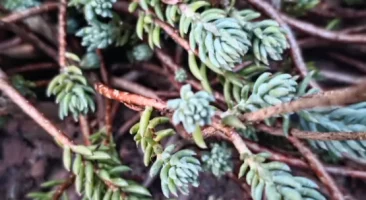 ockergelbe Fetthenne